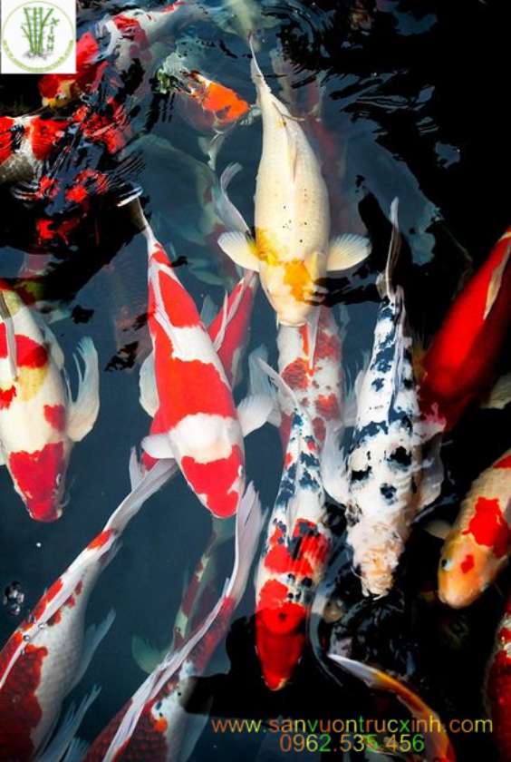 11 điều thú vị về cá Koi có thể bạn chưa biết